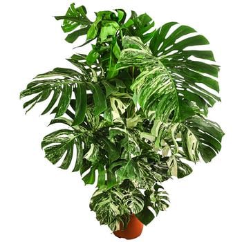XXL Fensterblatt - Monstera deliciosa 'Variegata', ca. 180-220 cm