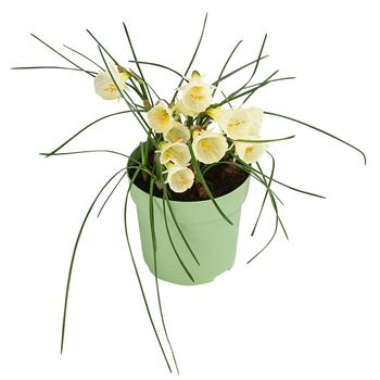 Narzisse 'White Petticoat' von Dehner, Creme, Gelb