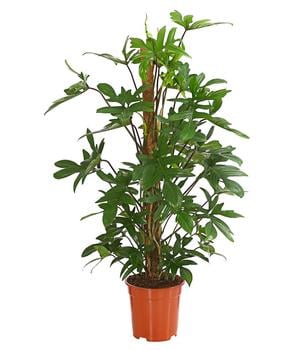 Baumfreund - Philodendron pedatum