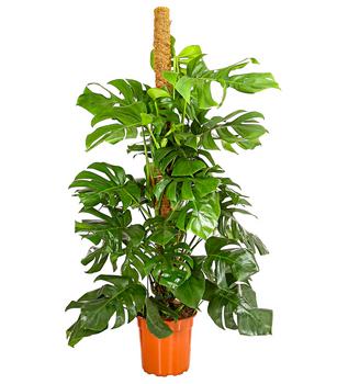 Fensterblatt - Monstera deliciosa am Moosstab von Dehner, Grün