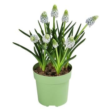 Traubenhyazinthe 'Manon'