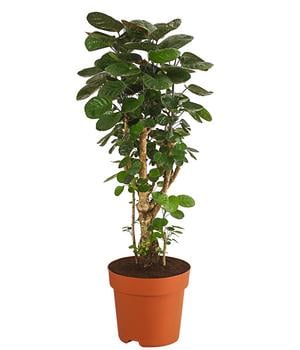 Glänzende Fiederaralie - Polyscias scutellaria 'Fabian'