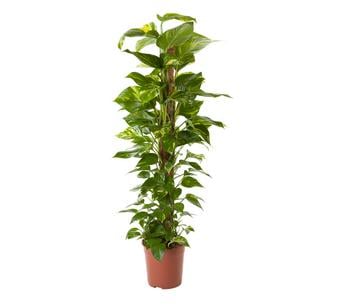 Efeutute - Epipremnum aureum am Moosstab von Dehner, Grün, Creme, Weiß