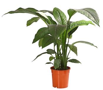 Air So Pure® Einblatt - Spathiphyllum wallisii 'Sensation'