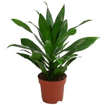 Drachenbaum - Dracaena fragrans 'Green Jewel'