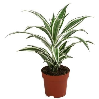 Drachenbaum - Dracaena fragrans 'White Jewel'