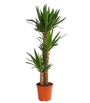 Glcksbambus - Dracaena sanderiana 'Lucky | Dehner
