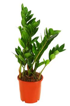 Glücksfeder - Zamioculcas zamiifolia von Dehner, Grün