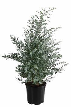 Mostgummi-Eukalyptus 'Azura'