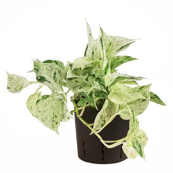 Efeutute - Scindapsus 'Marble Queen', Hydrokultur