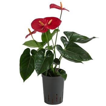 Flamingoblume - Anthurium andreanum, Hydrokultur