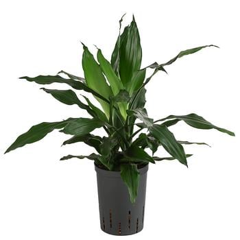Drachenbaum - Dracaena 'Janet Craig', Hydrokultur