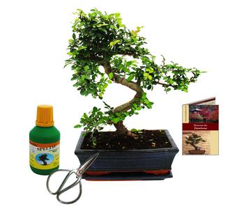 Bonsai Chinesische Ulme - Ulmus parviflora, Anfänger-Set