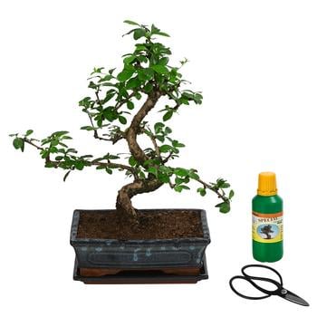 Bonsai Fukientee - Carmona microphylla, Anfänger-Set