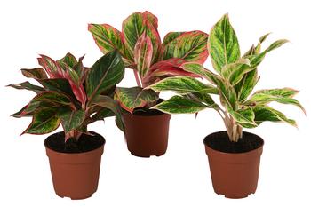 Buntblättriger Kolbenfaden-Set - Aglaonema commutatum, 3-teilig