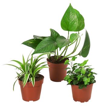 Ampelpflanzen-Set, 3-teilig