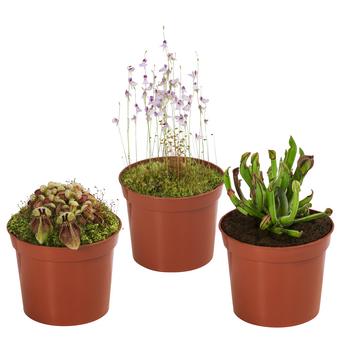 Fleischfressende Pflanzen - Raritäten-Set, 3-teilig