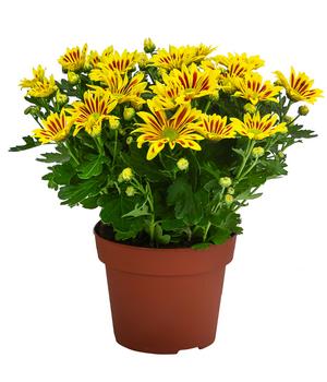 Chrysantheme 'Lake Worth'