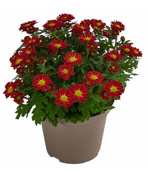 Chrysantheme 'Swifty', ca. 20-30 cm, verschiedene Farben