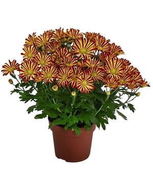 Chrysantheme 'Circus'