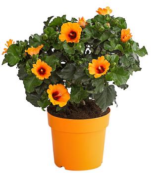 Zimmerhibiskus - Hibiscus rosa-sinensis 'HibisQs® Petit Orange'