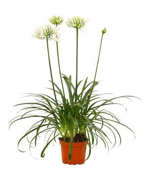Schmucklilie 'Double Diamond', Landlust Kollektion