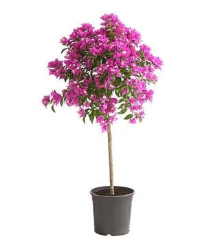 Drillingsblume, Stämmchen von Dehner, Pink