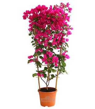 Drillingsblume 'Renate', Spalier