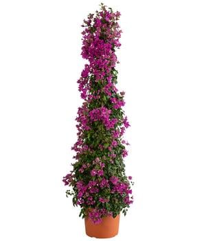 Drillingsblume, Pyramide/Spalier von Dehner, Pink