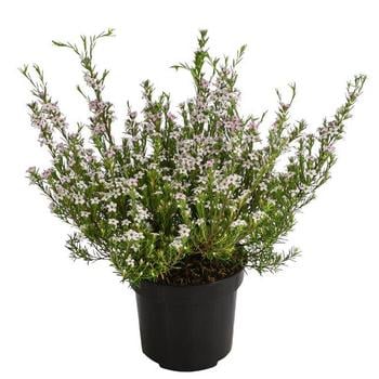 Duftsternchen - Boronia anemonifolia von Dehner, Rosa