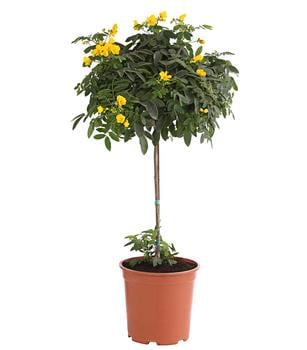 Gewürzrinde, Stämmchen