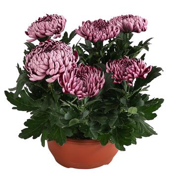 Deko-Chrysantheme, Schale, verschiedene Farben von Dehner, Gelb, Weiß, Rosa
