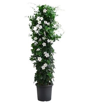 Dipladenie, Pyramide, verschiedene Farben