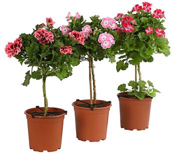 Edelgeranie, Stämmchen