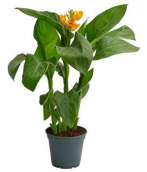 Indisches Blumenrohr von Dehner, Gelb / Orange Rot