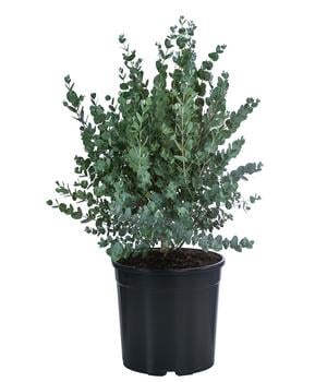 Eukalyptus, Busch von Dehner, Grün, Silber