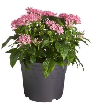 Fünfzahlstrauch - Pentas lanceolata, verschiedene Farben