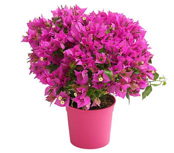 Drillingsblume, Busch