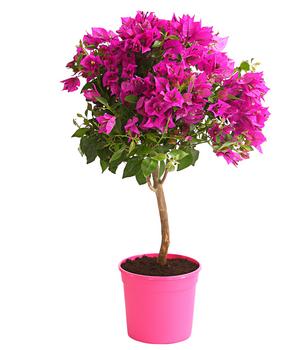 Drillingsblume, Ministamm