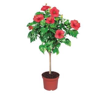 Zimmerhibiskus - Hibiscus rosa-sinensis, Stämmchen, verschiedene Farben von Dehner