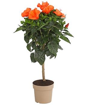 Zimmerhibiskus - Hibiscus rosa-sinensis, Stämmchen, verschiedene Farben von Dehner