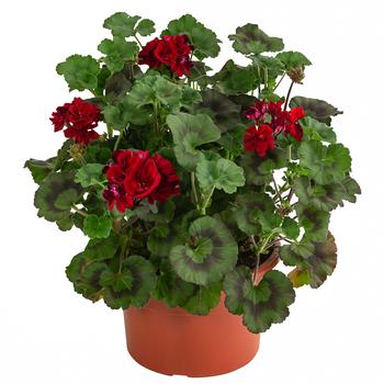 Stehende Geranie, rot von Dehner