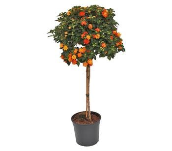 Wandelröschen, Solitärstamm