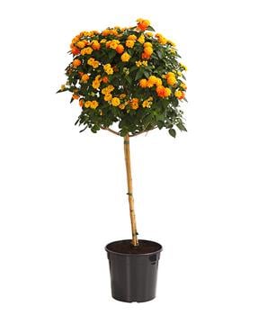 Wandelröschen, Stämmchen