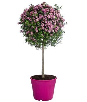 Südseemyrte, Stämmchen von Dehner, Grün / Pink
