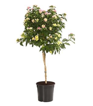Wandelröschen, Stämmchen von Dehner, Rosa