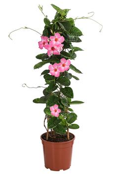 Dipladenie, Pyramide, rosa