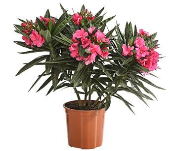 Oleander, gefüllt