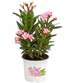 Oleander, Busch, verschiedene Farben