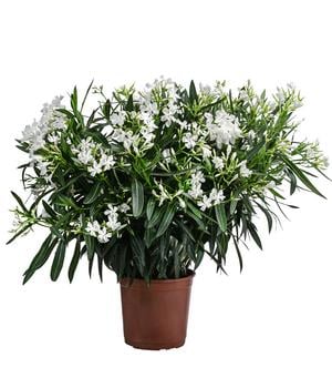 Oleander, Busch von Dehner, Weiß